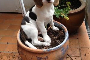 imagen de un adorable cachorro de beagle haciendo trastadas en el patio