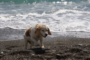 imagen de un beagle anciano disfrutando de la playa