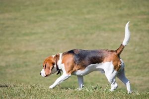 imagen de un beagle buscando en el campo