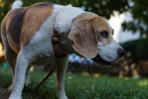 imagen de un beagle buscando en el jardin