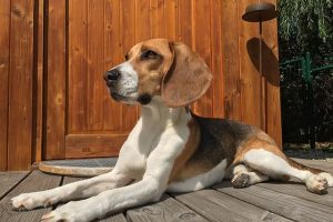 imagen de un beagle descansando en el porche