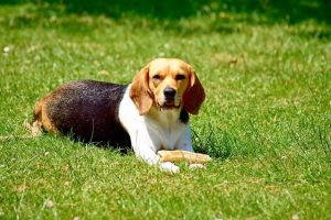 imagen de un beagle disfrutando de su hueso en el campo