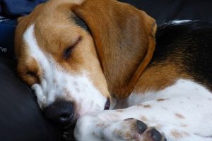 imagen de un beagle dormido en el sofa