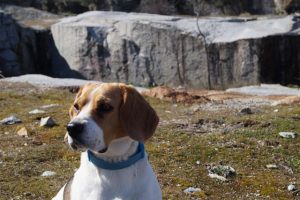 imagen de un beagle en un dia de montaña