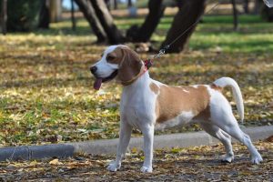 imagen de un beagle esperando para jugar en el bosque