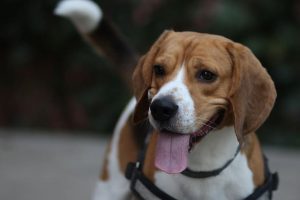 imagen de un beagle feliz