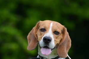 imagen de un beagle feliz en el campo