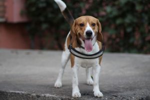 imagen de un beagle feliz en la terraza