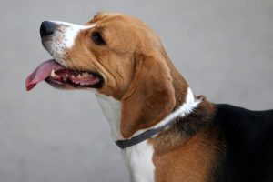 imagen de un beagle posando de perfil