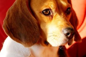 imagen de un beagle posando en casa