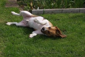 imagen de un beagle retozando en el jardin en un gran dia