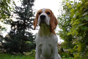 imagen de un beagle sentado en el campo muy apuesto