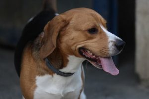 imagen de un beagle sonriente