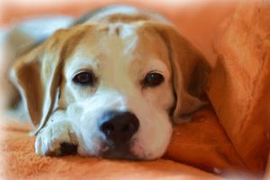 imagen de un beagle tumbado en el sofa con mirada cariñosa