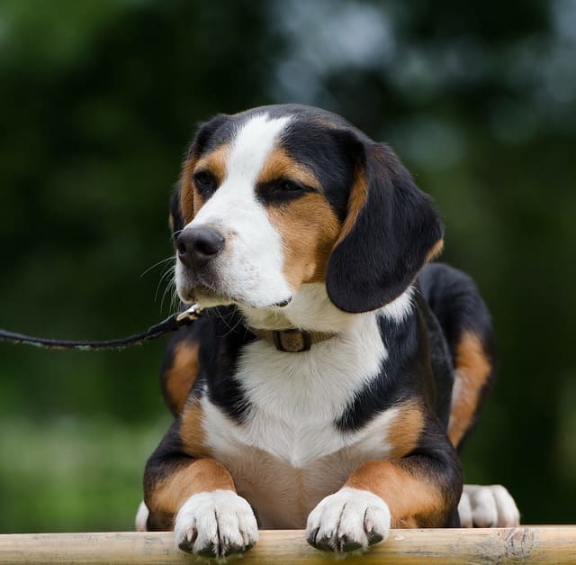 imagen de un beagle tumbado y feliz