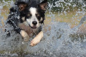 imagen de un perro en el agua