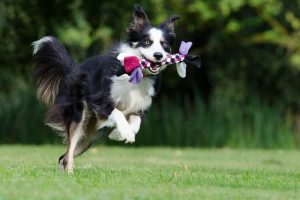 perro border collie jugar campo mirada salto feliz