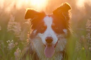 perro border collie jugar campo mirada sol feliz