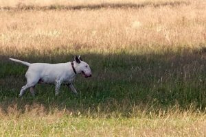 Imagen bull terrier corriendo por el campo