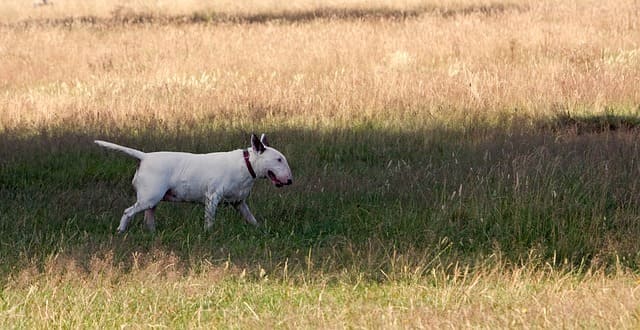 Imagen bull terrier corriendo por el campo