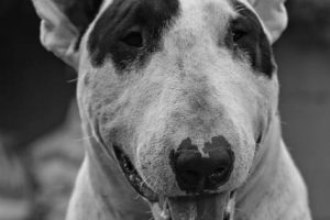 imagen en blanco y negro de un bull terrier