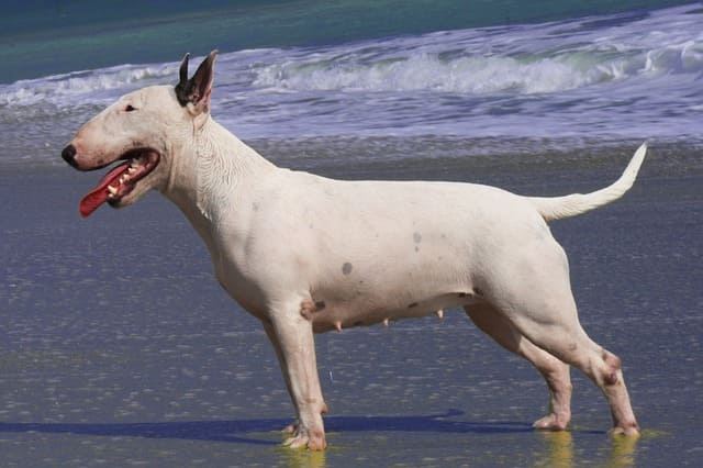 imagen de un bull terrier en el agua