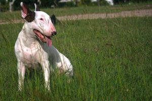 Imagen de un bull terrier sentado en el campo