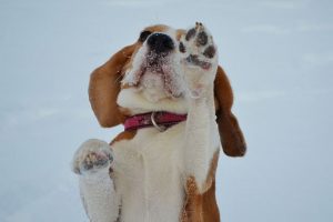 imagen de un cachorro beagle jugando en la nieve