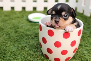 imagen de un cachorro chihuahua en una taza