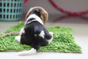 imagen de un cachorro de beagle tumbado en la alfombrilla