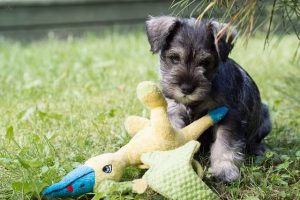 imagen de un cachorro de schnauzer en el jardin atento a su juguete