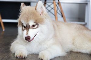 imagen de un cachorro husky siberiano en casa