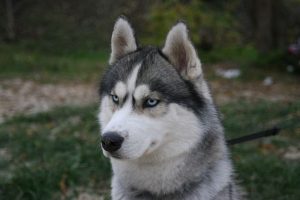 imagen de un cachorro husky siberiano en casa