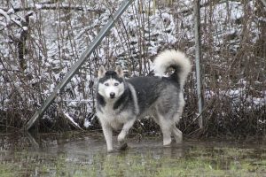 imagen de un husky siberiano marron jugando con el agua en la montaña nevada
