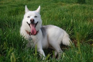 imagen de un husky siberiano tumbado en el campo sonriendo