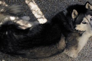 imagen de un husky siberiano tumbado en la calle
