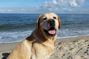 perro labrador anciano playa sonrisa sentado