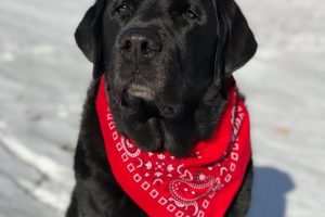 perro labrador negro nieve pañuelo rojo sentado