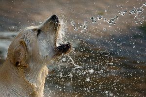 perro labrador oro beber agua playa