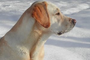 perro labrador oro mirada nieve