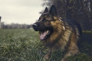 perro campo mirada anciano pastor alemán
