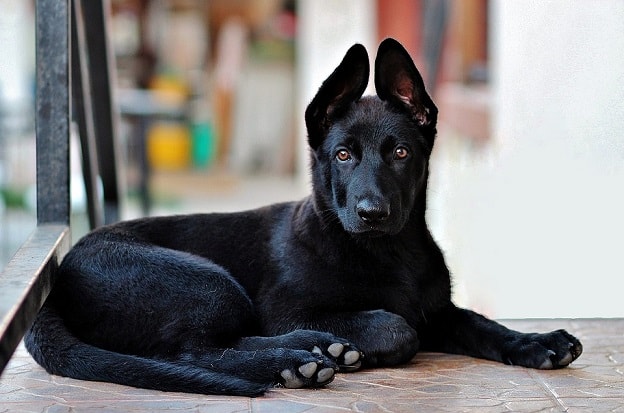 perro tumbado casa pastor alemán negro adolescente