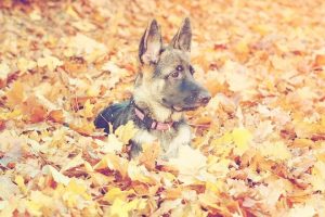 perro adolescente hojas pastor alemán