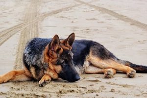 perro pastor alemán tumbado playa arena