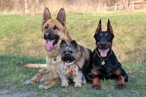 perros amigos pastor alemán