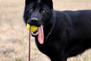 perro pastor alemán negro pelota boca