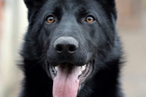 perro negro pastor alemán atento