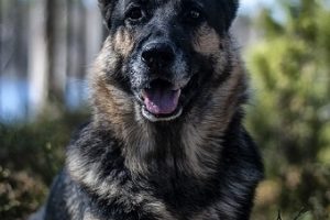 perro atento sonrisa campo pastor alemán