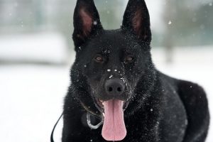 perro nieve calle pastor alemán negro