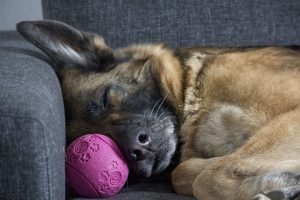 perro dormir pelota rosa pastor alemán